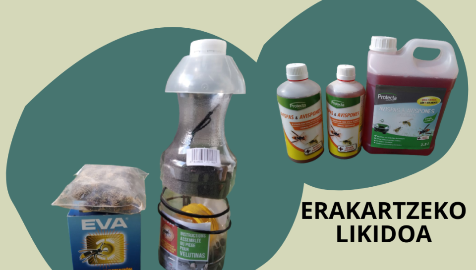 LIZTOR-ASIARRA-VESPA-VELUTINA